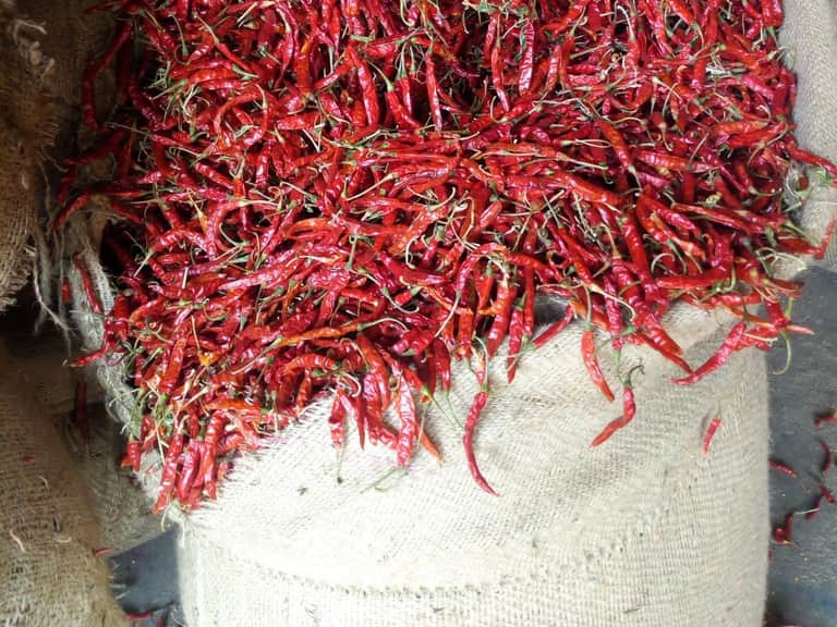 Teja pods in bulk — long, slender and tapering, with smooth glossy skin, an even scarlet red and short pale stems still attached.