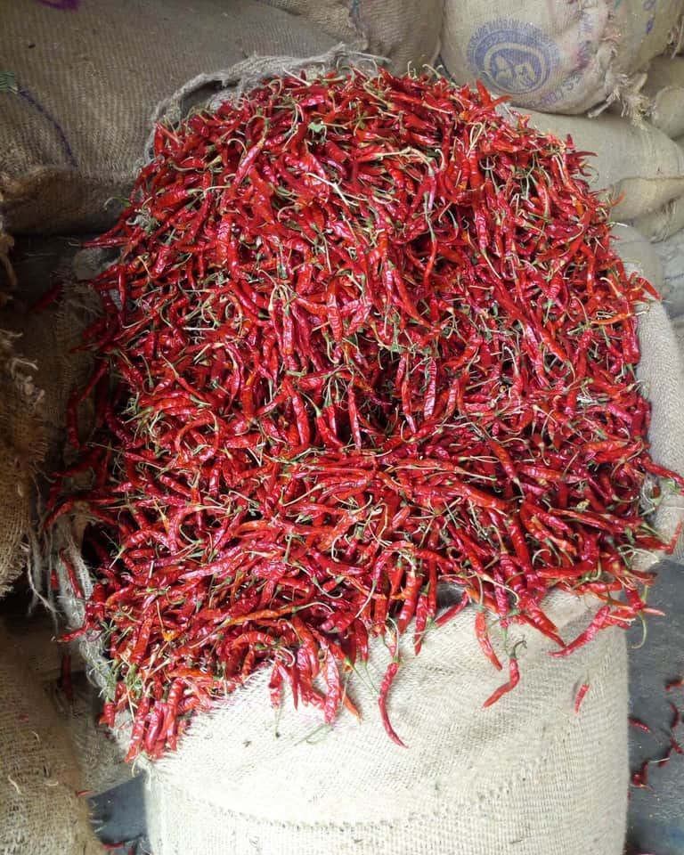 Teja pods in bulk — long, slender and tapering, with smooth glossy skin, an even scarlet red and short pale stems still attached.